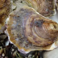 Ostras gallegas frescas y percebes, listas para servir.