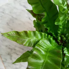 Zielone, faliste liście paproci Asplenium Crispy Wave tworzą gęste kępy na tle marmurowej powierzchni.