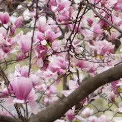 Delikatne, różowe kwiaty magnolii rozkwitają na gałęziach, tworząc wiosenny obraz. Kiedy kwitnie magnolia, świat staje się piękniejszy.