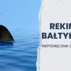 Czy rekiny są w Bałtyku? Bezpieczeństwo kąpieli i ich obecność