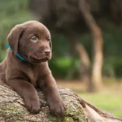 Ein süßer brauner Labrador Retriever Welpe mit blauem Halsband liegt auf einem Baumstamm im Freien.