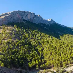 Majestuosas sierras de Almería cubiertas de pinos verdes bajo un cielo azul claro.