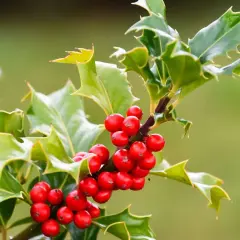 Le houx de Noël, avec ses baies rouges vives et ses feuilles vertes piquantes, annonce la saison des fêtes.