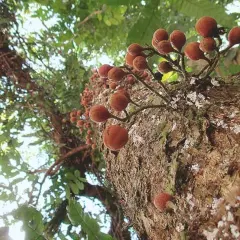 Kauliflorie-Pflanzen mit runden, braunen Früchten, die direkt am Stamm wachsen. Ein faszinierendes Schauspiel der Natur.