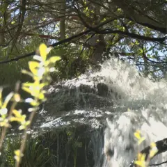 Agua cayendo en cascada por rocas cubiertas de musgo, rodeada de vegetación frondosa. Una presilla de canencia natural en su máximo esplendor.