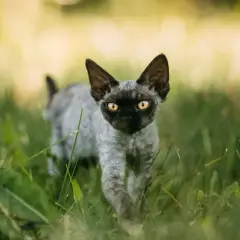 Jak łatwo adoptować Devon Rex i uniknąć wysokich kosztów