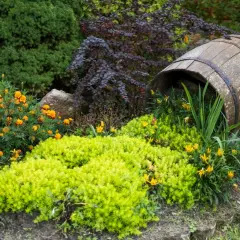 En gammal tunna har rullat ner i rabatten och skapar en unik miljö för låga buskar och gula blommor.