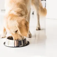 Golden retriever disfrutando de su alimentación en un cuenco metálico.