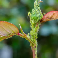 Une tige de plante est recouverte de nombreux pucerons verts. Les feuilles rouges et vertes contrastent avec les petits insectes.