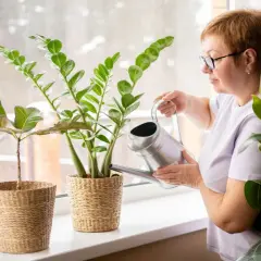 Kobieta podlewa roślinę w doniczce przy oknie.