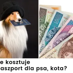 Ile kosztuje paszport dla psa? Sprawdź ukryte wydatki i zasady