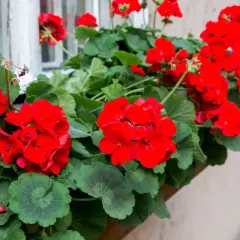 Kwitnące czerwone pelargonie na parapecie. Dowiedz się, jak przycinać geranium, by cieszyć się bujnym kwitnieniem.