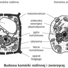 Czym różni się komórka roślinna od zwierzęcej? Kluczowe różnice i ich znaczenie