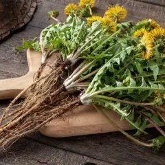 Mazzo di tarassaco con fiori gialli e radici spesse su tagliere di legno. Le sue proprietà sono note da tempo.