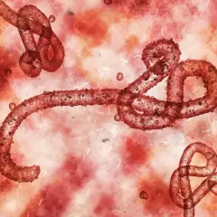 Czerwone, nitkowate cząsteczki wirusa ebola unoszą się w krwistym środowisku.