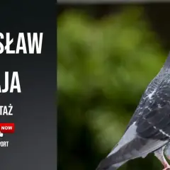 Filmy o gołębiach pocztowych: emocje, rywalizacja i pasja w kinie