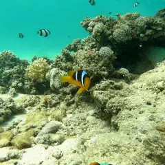 Błazenek wśród koralowców. Idealne miejsce na wakacje, jak w Bliss Nada Beach Resort opinie.