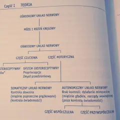 Schemat układu nerwowego: ośrodkowy, obwodowy, czuciowy, motoryczny. Co ci się przydarzyło? Zmysły, propriocepcja, kontrola dowolna i mimowolna.