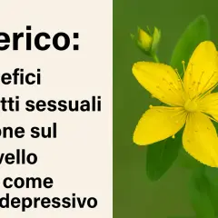 Iperico: benefici, effetti sul cervello e uso come antidepressivo. Fiore giallo brillante dell'erba di San Giovanni.