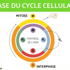 Schéma illustrant le cycle cellulaire, avec les phases G1, S (synthèse de l'ADN), G2, M (mitose) et G0.