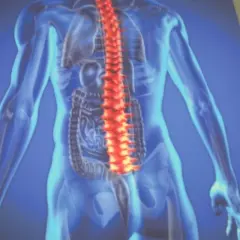 Anatomia człowieka z podświetconym czerwonym kręgosłupem, ilustracja medyczna ukazująca potencjalne problemy ze spondyloartropatią.