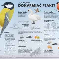 Małe ptaki jedzą ziarna zbóż, orzechy, suszone owoce i specjalne pyzy. Unikaj chleba i soli.