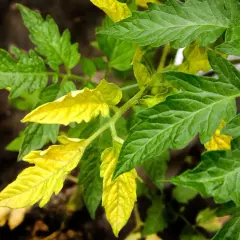 Pianta di pomodoro con alcune foglie gialle, segno di possibile carenza di nutrienti.