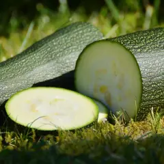 Färska, nyplockade zuccinis ligger på gräset. En är skuren i skivor och visar det ljusa innanmätet. Perfekt för att odla zuccini i sommar!