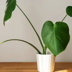 Młoda monstera w białej doniczce na drewnianym blacie. Jej zielone liście z charakterystycznymi nacięciami pięknie się rozrastają.
