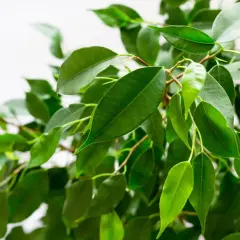 Grüne, glänzende Blätter eines Ficus benjamina, die sich im Licht wiegen.