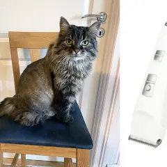 En långhårig katt sitter på en stol, ser skeptisk ut. Bredvid syns en vit klippmaskin, redo för att klippa klor på katt som inte vill.
