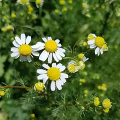 Nahaufnahme von Kamillenblüten. Vorsicht vor der Kamille Verwechslung mit ähnlichen Pflanzen.