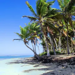 Rajska plaża z palmami i turkusowym oceanem. Idealne miejsce, by zastanowić się, kiedy najlepiej jechać na Dominikanę.