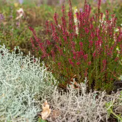 Un bouquet de bruyère rose vif et une fleur pourpre solitaire se dressent dans un jardin, une belle plante verte d'extérieur.