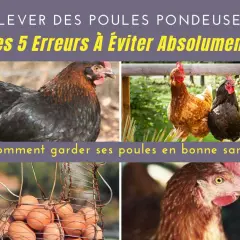 Élever des poules pondeuses demande attention. Découvrez comment garder vos poules en bonne santé et éviter les erreurs courantes.