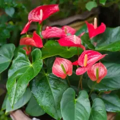 Anthurium rouge et rose, aux feuilles vertes luisantes. L'entretien de cette plante est simple pour une floraison éclatante.