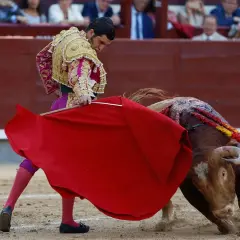 Torero con traje de luces, capa roja y un toro herido con banderillas, preparándose para el descabello.