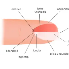 Illustrazione dell'unghia che mostra la matrice, il letto ungueale, la lunula, la cuticola, l'eponicchio, il perionichio, la lamina ungueale e il margine libero.