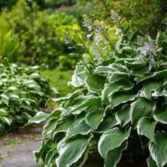 Kwitnąca hosta z zielono-białymi liśćmi na tle ogrodu.