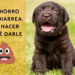 Cachorro marrón con diarrea, pero con hambre. El texto dice: "Cachorro con diarrea: qué hacer y qué darle".