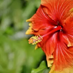 Czerwono-pomarańczowy hibiskus z żółtymi końcówkami pręcików. Jego właściwości lecznicze znane są od wieków.