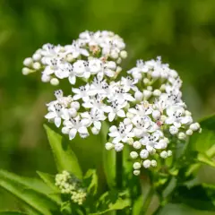 Kozłek lekarski na co? Kwiatostany tej rośliny, znanej z właściwości uspokajających, wabią owady.