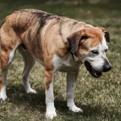 Perro de pelaje atigrado y blanco, con la boca abierta, parece que mi perro tose como si tuviera algo en la garganta.