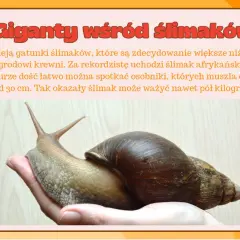 Duży ślimak afrykański spoczywa na dłoni.