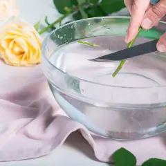 Ręce przycinają łodygę róży pod wodą w szklanej misce.