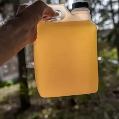 En hand håller en gul dunk med vätska, redo att ge guldvatten till gurka för en frodig skörd.
