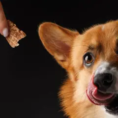 Corgi z językiem na pysku czeka na przysmak. Czy to karma sucha czy mokra dla psa?