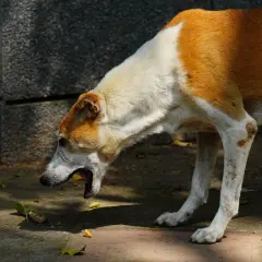 Perro de pelaje blanco y marrón con la boca abierta, parece que va a vomitar. Se ve un poco de vómito marrón en el suelo.