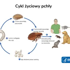 Cykl życiowy pchły: jaja, larwy, poczwarki, dorosłe pchły żerujące na żywicielu. Poznaj etapy, by wiedzieć, jak pozbyć się pcheł z domu.