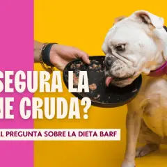 Un bulldog inglés come de un plato. El texto pregunta: "¿Es segura la carne cruda para los perros?".